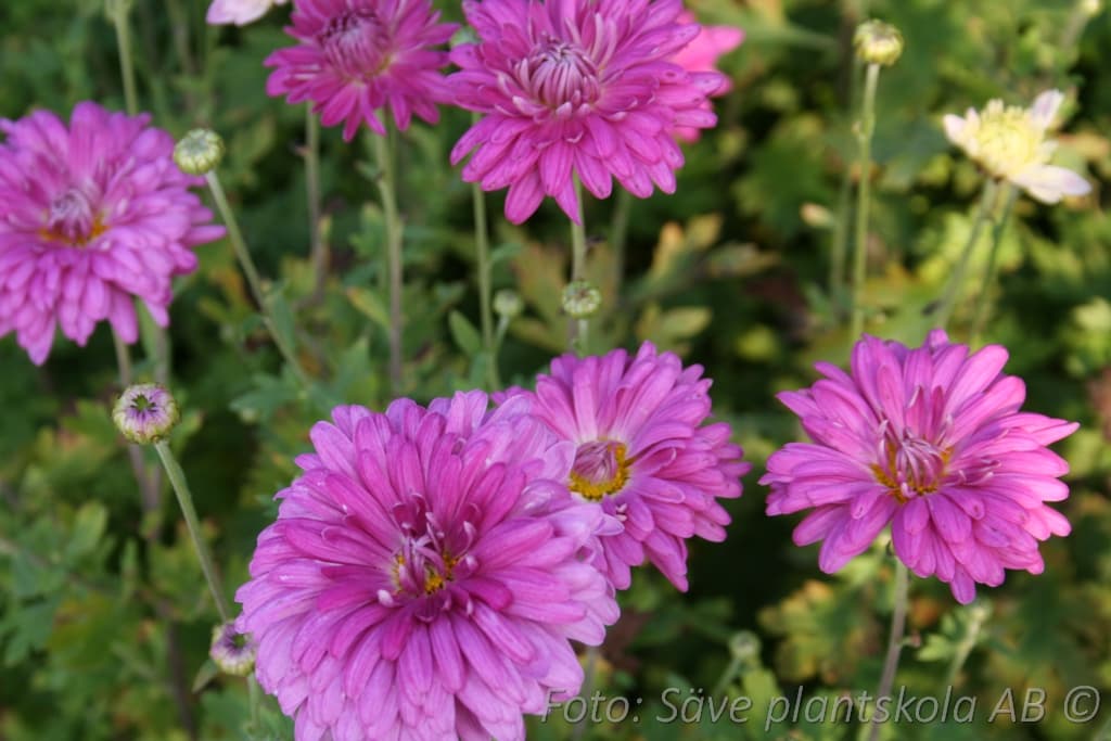 Chrysanthemum zawadskii 'Lady Clara'