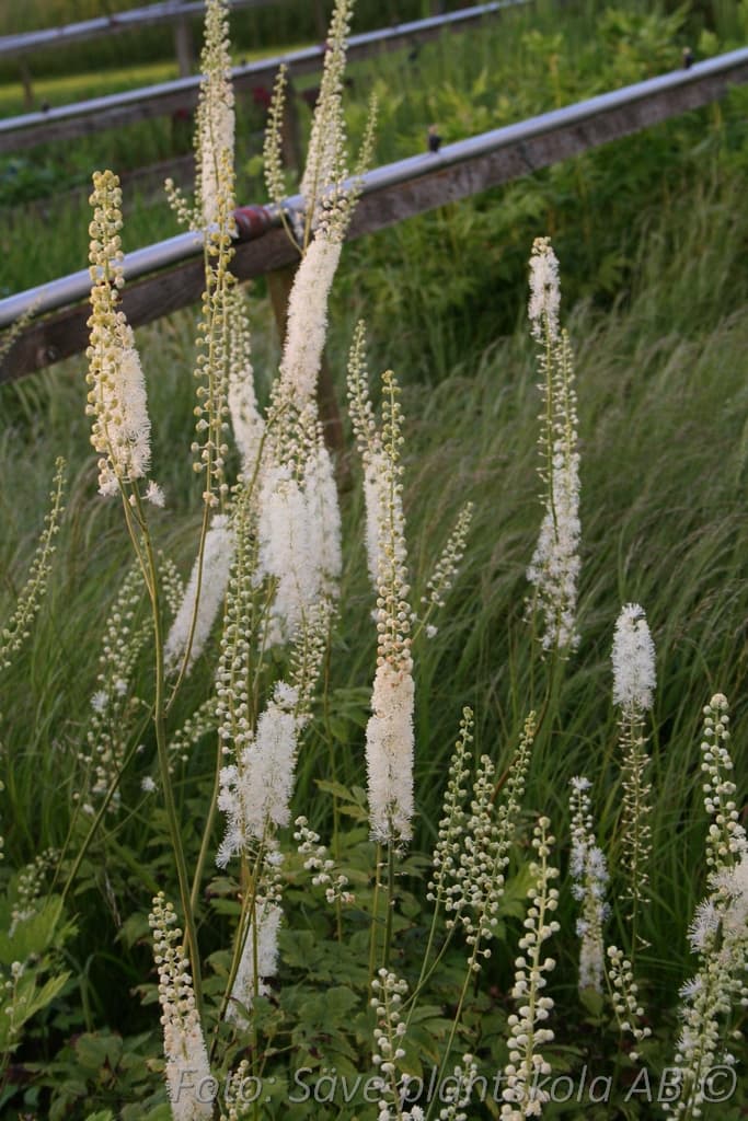 Actaea racemosa