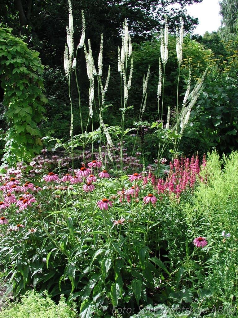 Actaea simplex (ramosa)