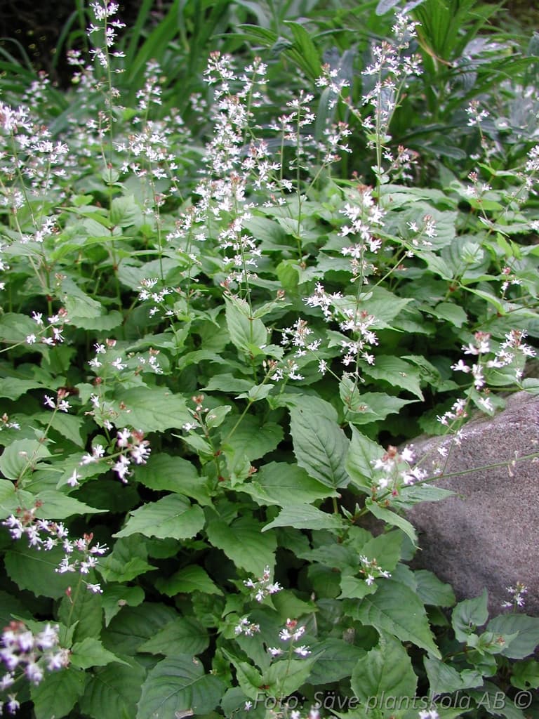 Circaea alpina