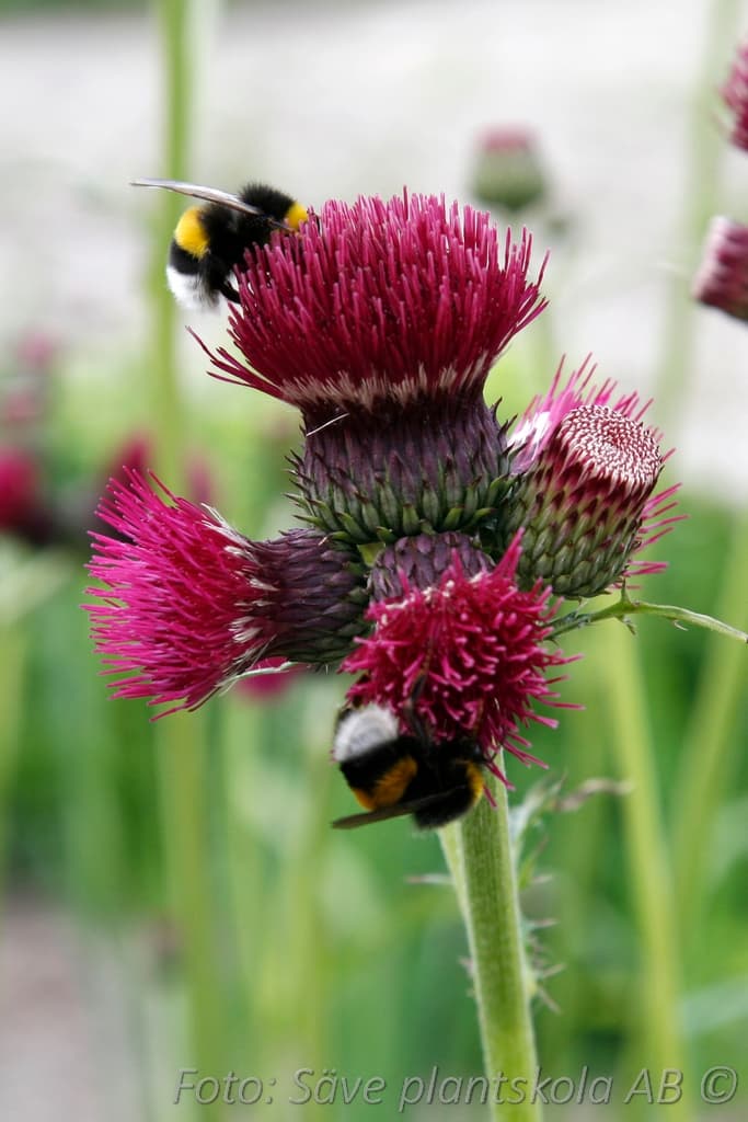 Cirsium rivulare 'Atropurpureum'