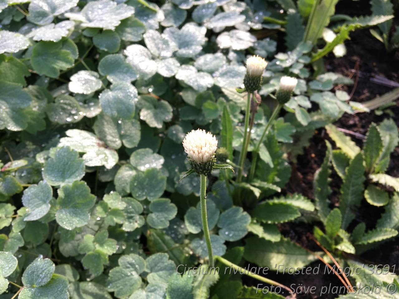Cirsium rivulare 'Frosted Magic'