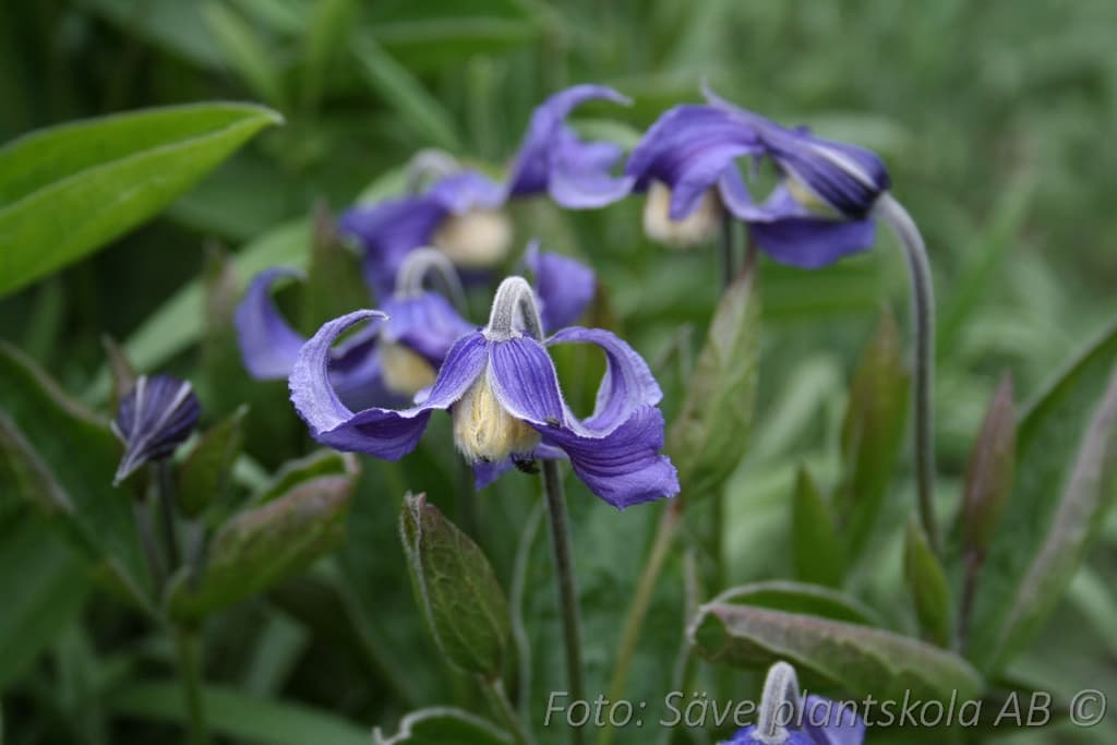 Clematis integrifolia