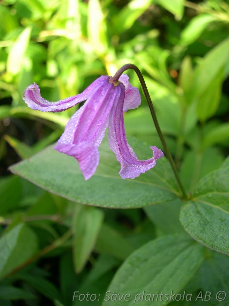 Clematis integrifolia 'Floris V'