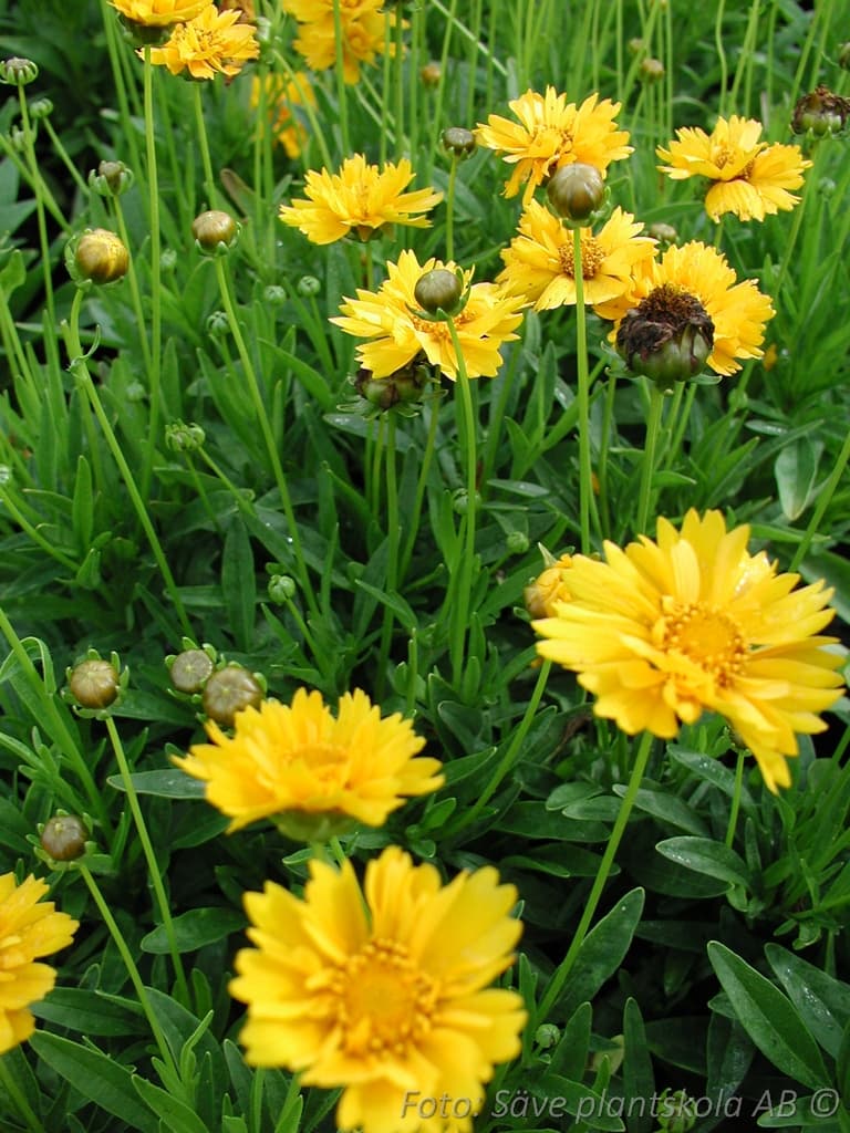 Coreopsis grandiflora 'Early Sunrise'