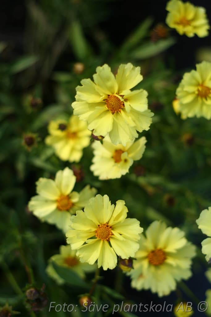 Coreopsis 'Full Moon' (PBR)