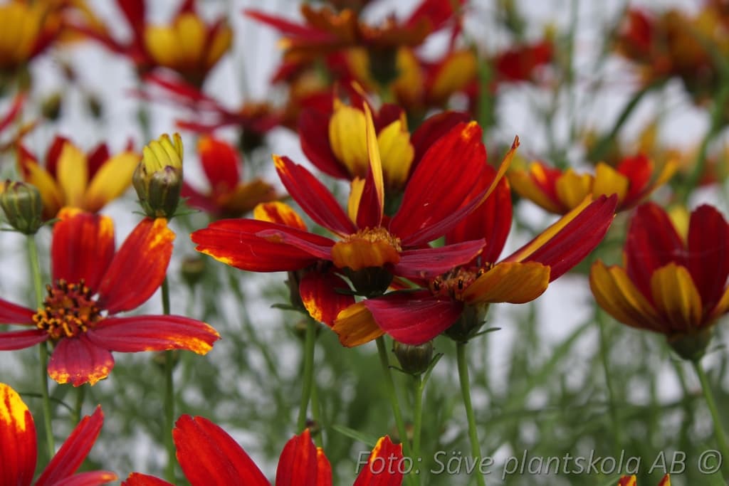 Coreopsis verticillata 'Ladybird'