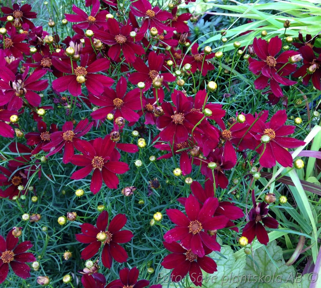 Coreopsis verticillata 'Red Satin' (PBR)
