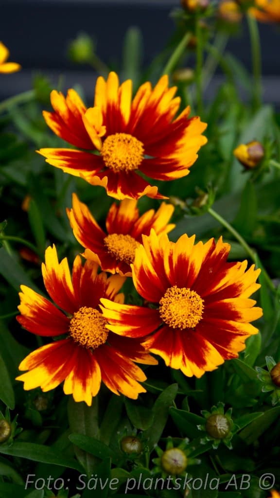 Coreopsis 'Little Bang Daybreak'