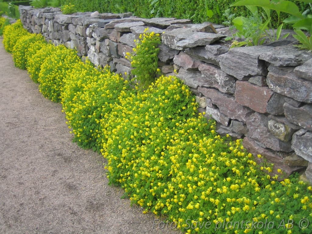 Pseudofumaria (Corydalis) lutea