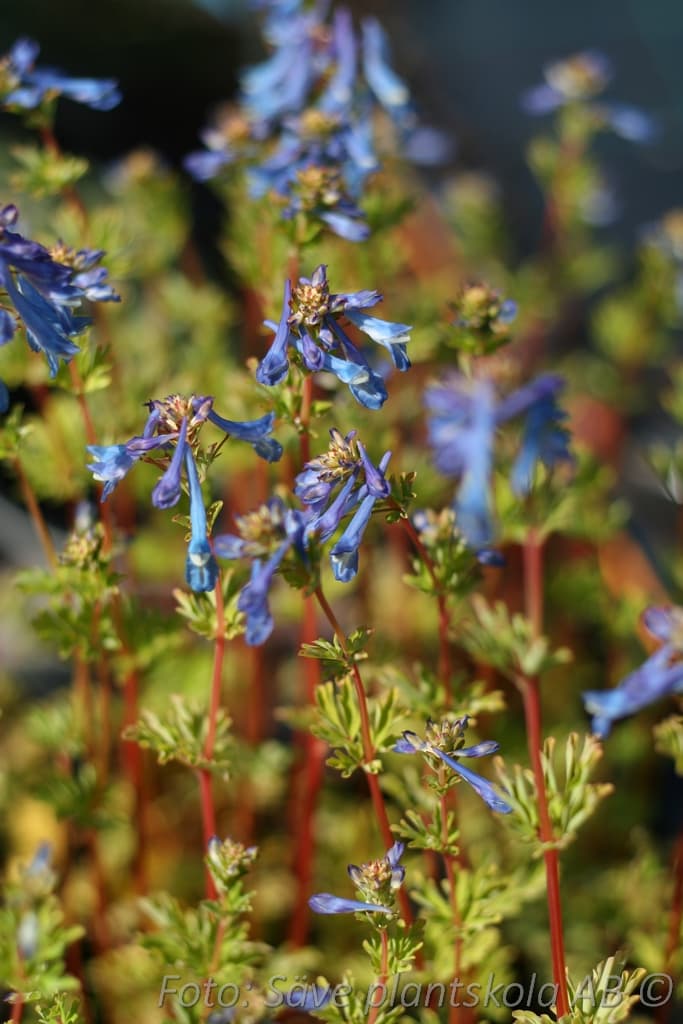 Corydalis 'Craigton Blue'