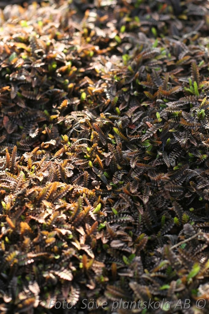 Leptinella squalida 'Platt's Black'