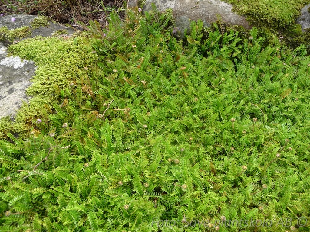 Leptinella pusilla