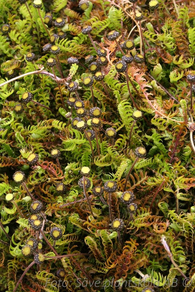 Leptinella squalida