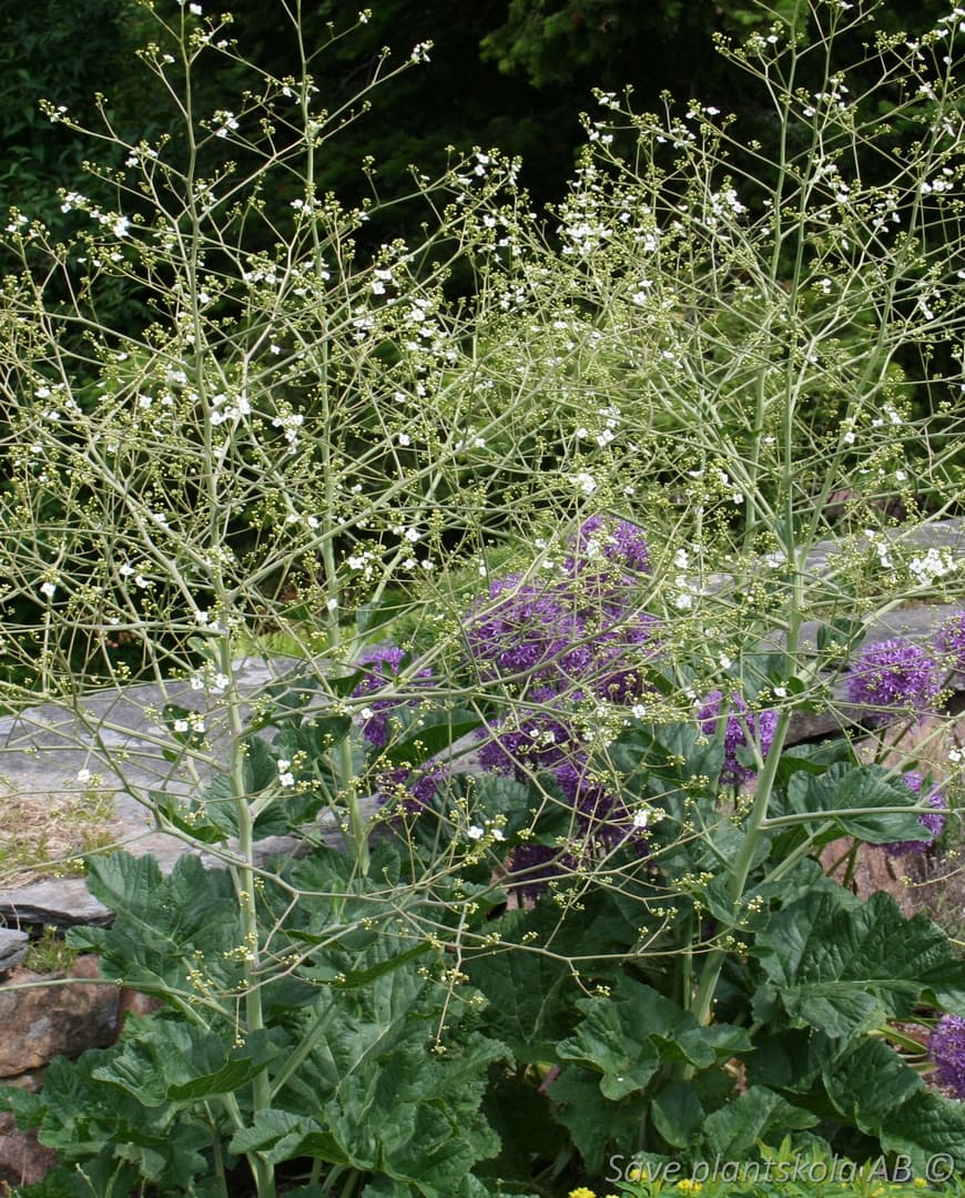 Crambe cordifolia