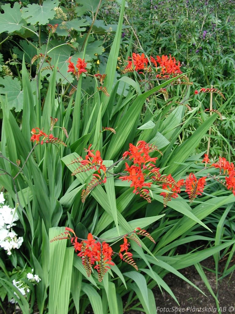 Crocosmia masoniorum 'Lucifer'