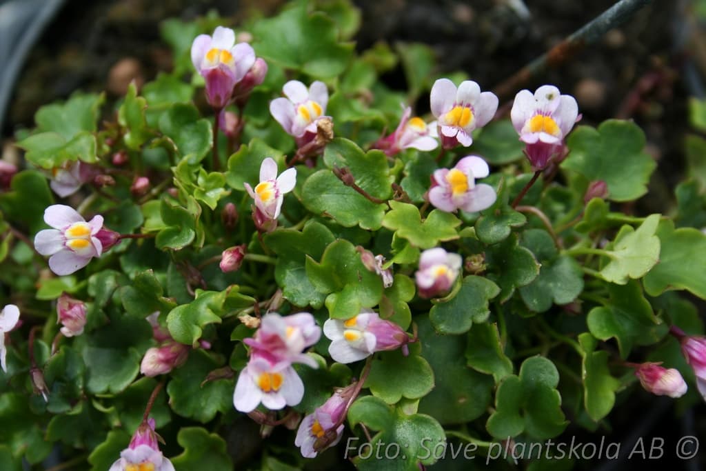 Cymbalaria muralis 'Rosea'