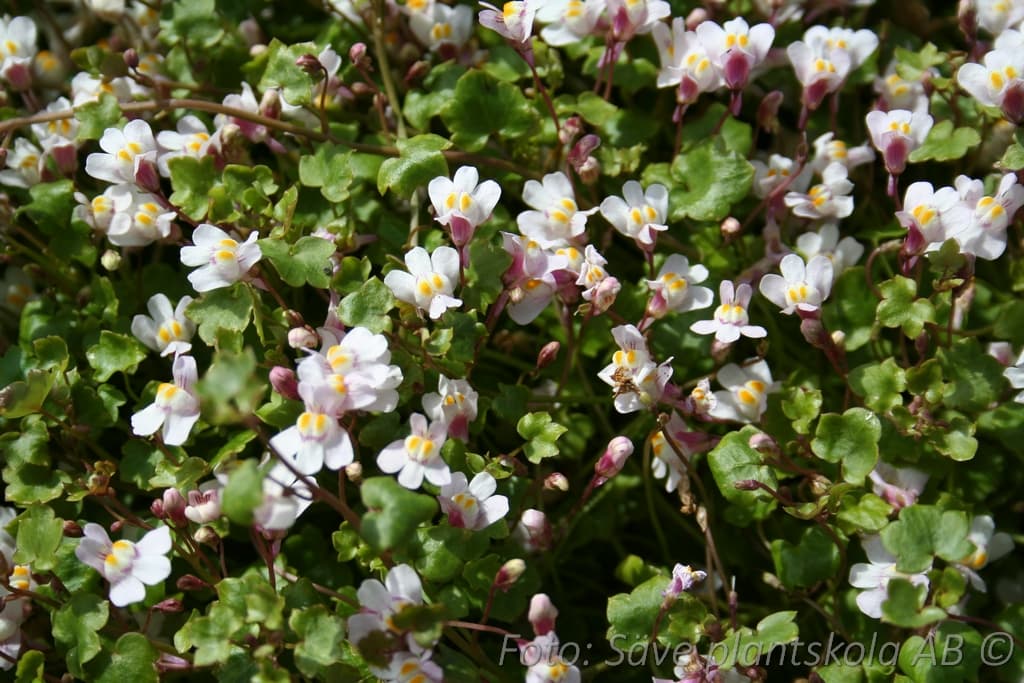 Cymbalaria muralis