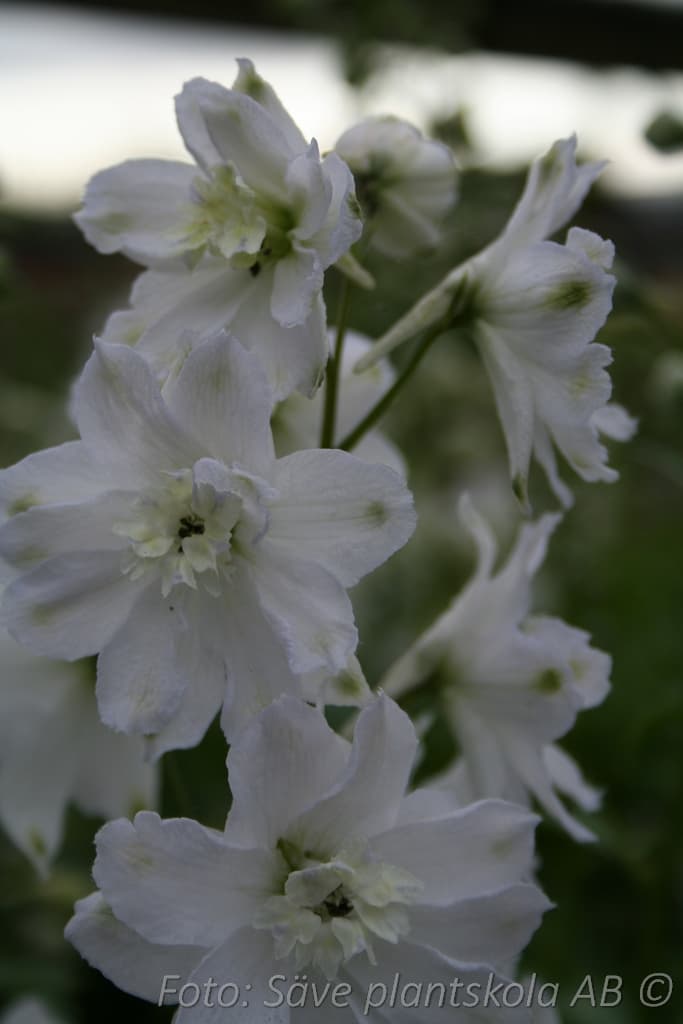 Delphinium Millenium-serien 'Double Innocence'