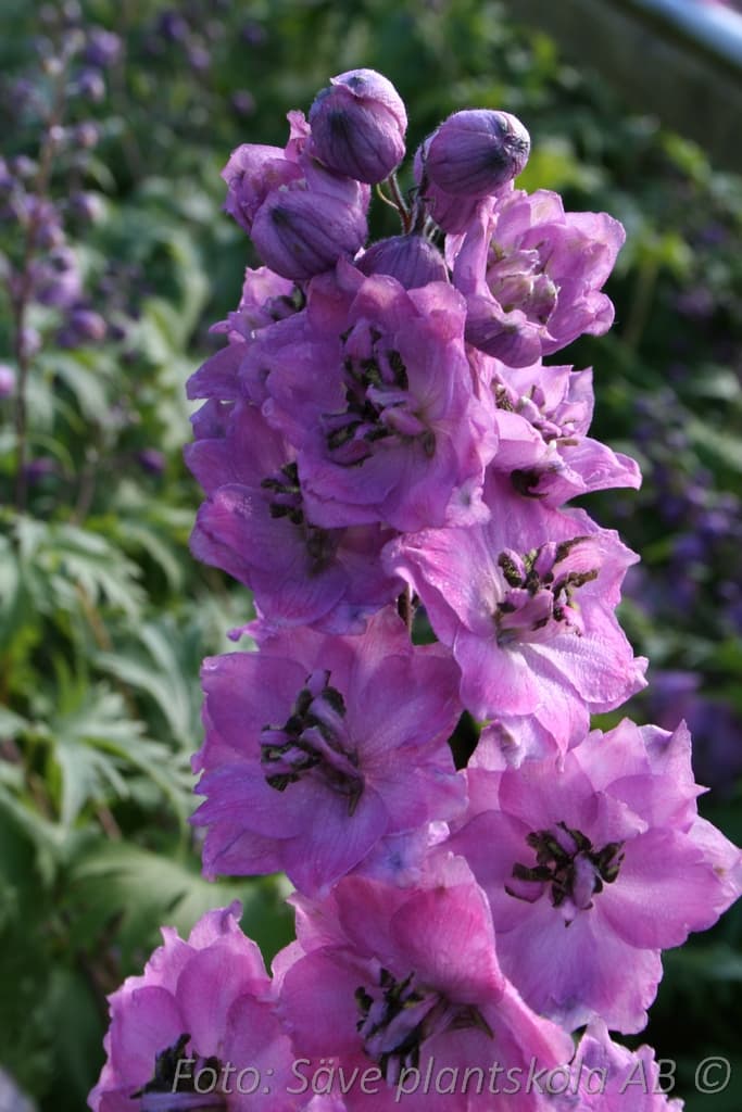 Delphinium Millenium-serien 'Dusky Maidens'