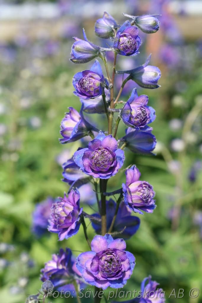 Delphinium Highlander-serien 'Sweet Sensation' PBR