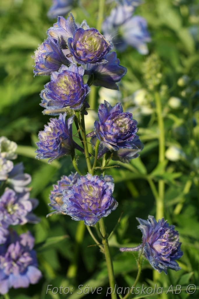 Delphinium Highlander-serien 'Blueberry Pie' PBR'