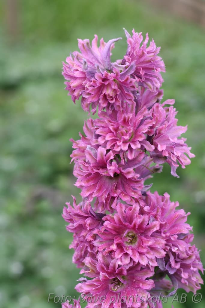 Delphinium Highlander-serien 'Flamenco' (PBR)