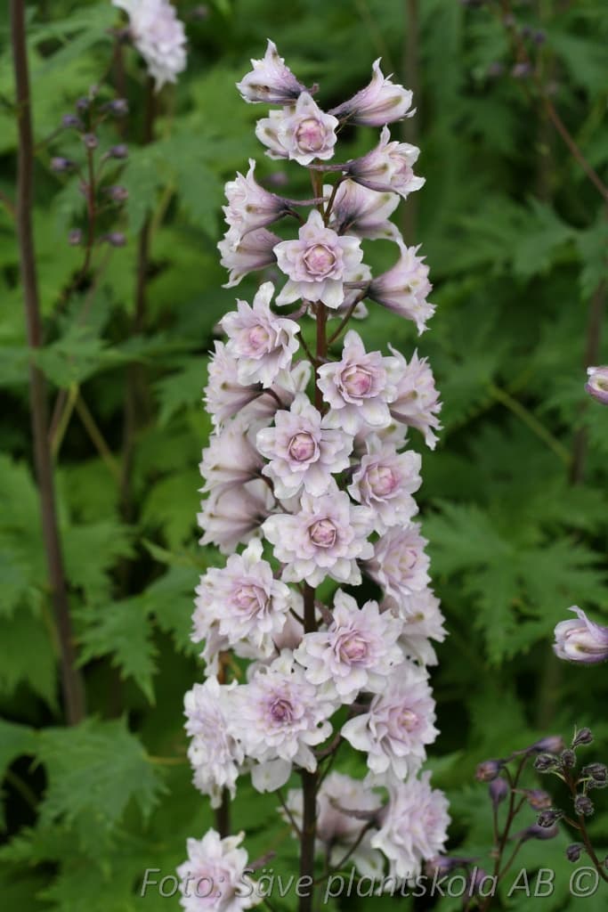 Delphinium Highlander-serien 'Cha-Cha' (PBR)