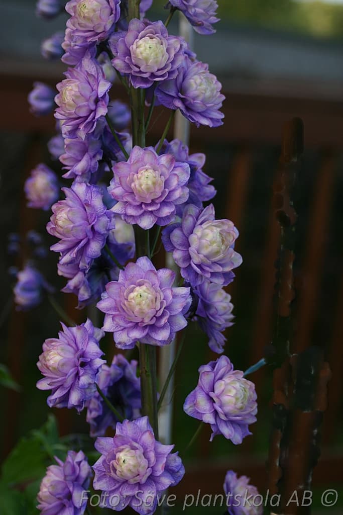 Delphinium Highlander-serien 'Bolero' (PBR)