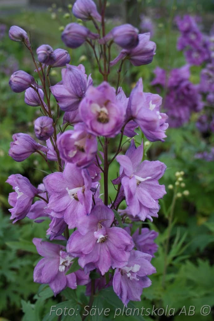 Delphinium elatum  'Astolat'