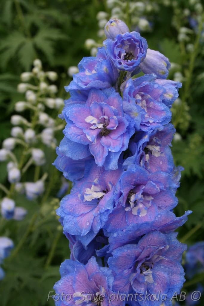 Delphinium Millenium-serien 'Blue Lace'