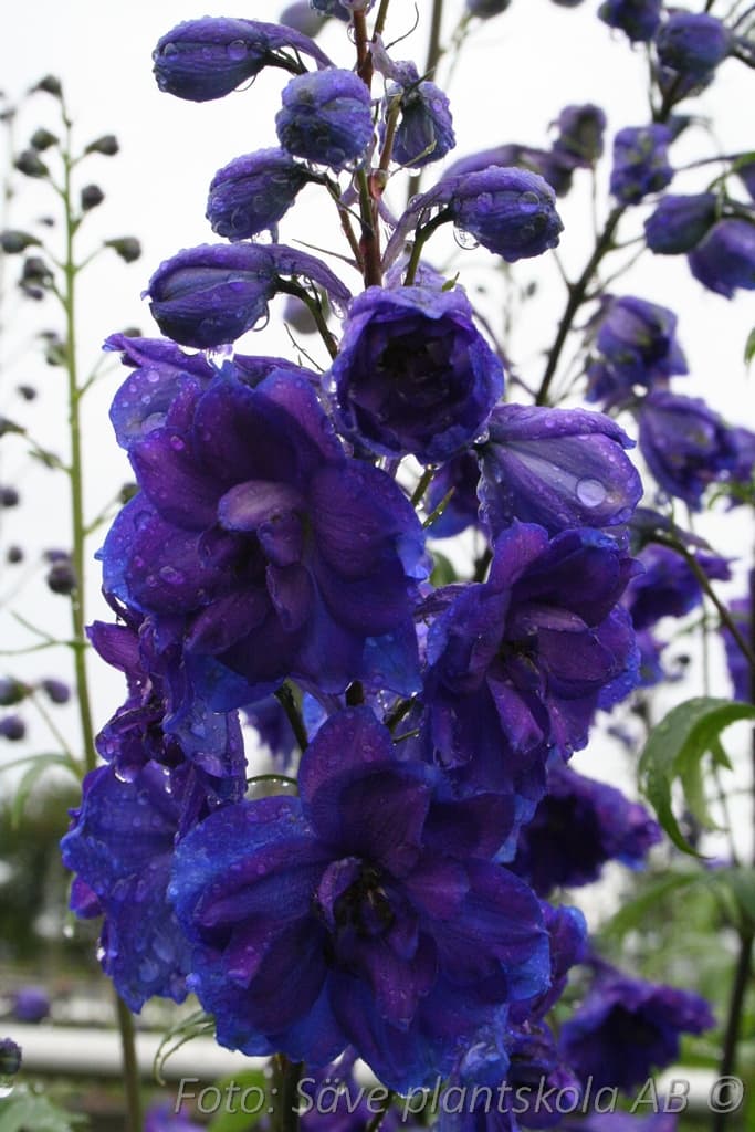 Delphinium Millenium-serien 'Pagan Purples'