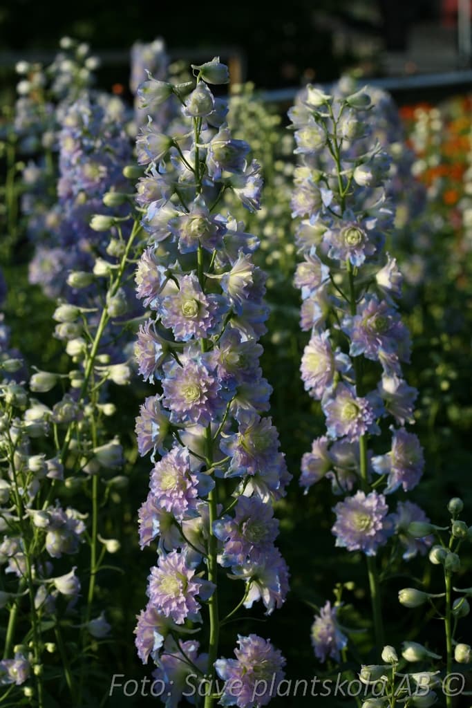 Delphinium Highlander-serien 'Moonlight' (PBR)