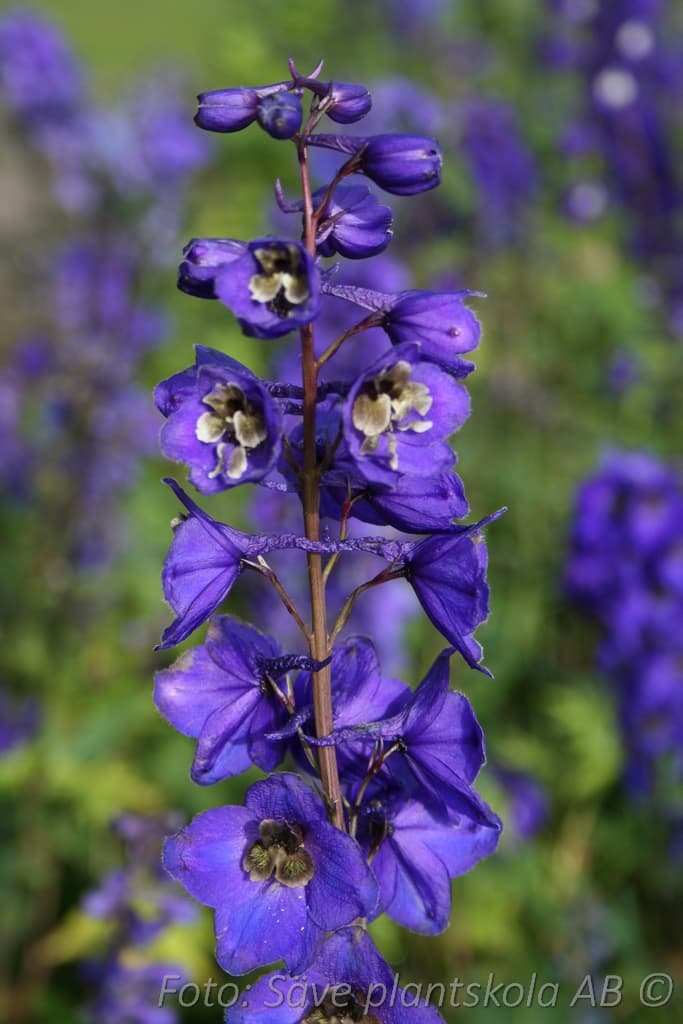 Delphinium elatum 'Black Knight'