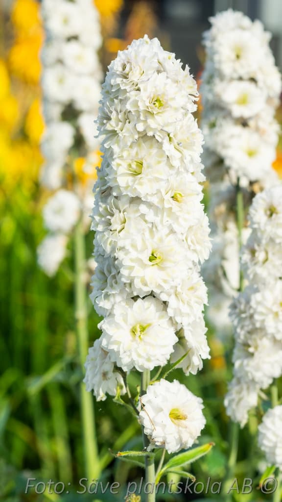 Delphinium Highlander-serien 'Samba'