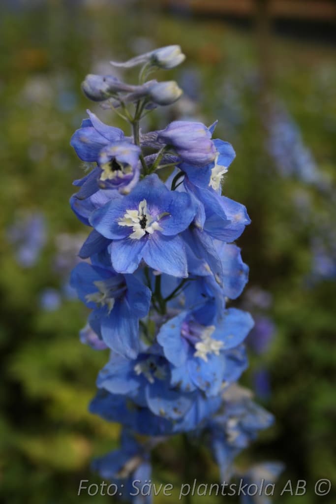 Delphinium elatum 'Blue Bird'
