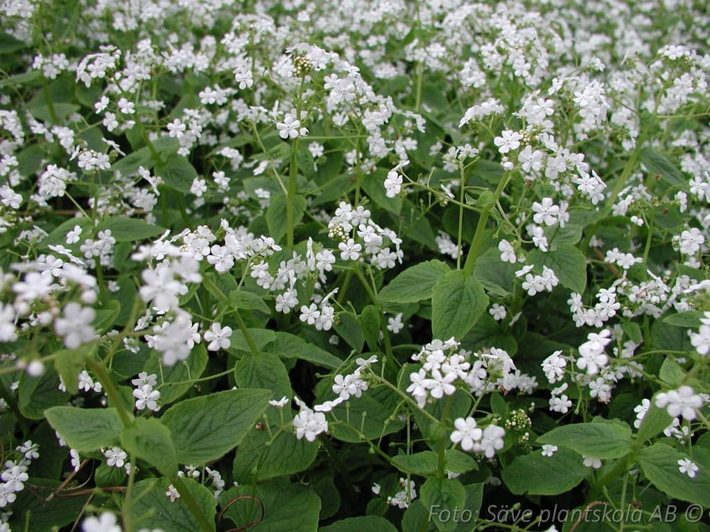 Brunnera macrophylla  'Betty Bowring'