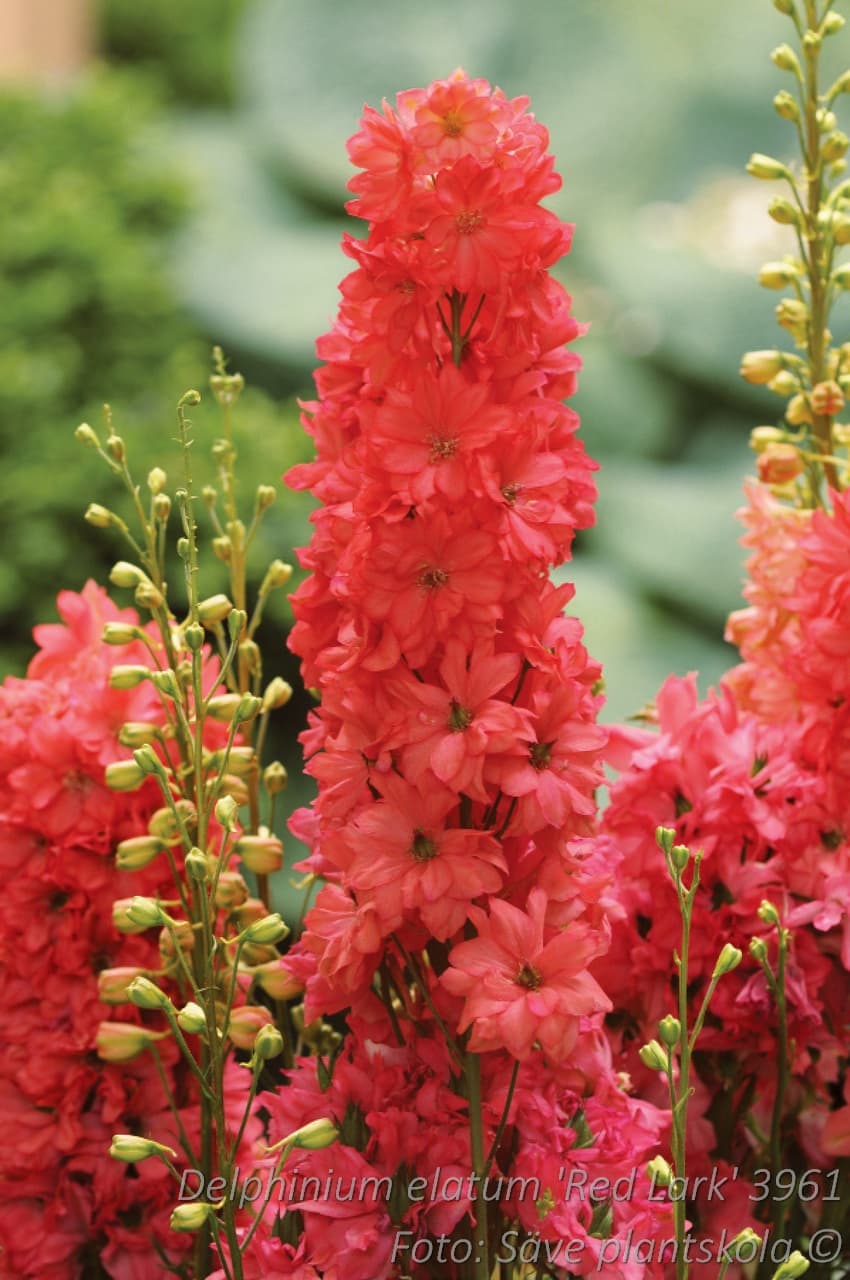 Delphinium elatum 'Red Lark'