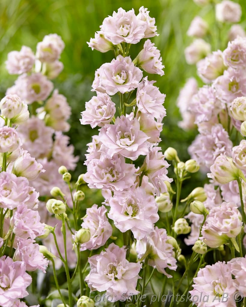Delphinium elatum 'Cinderella'