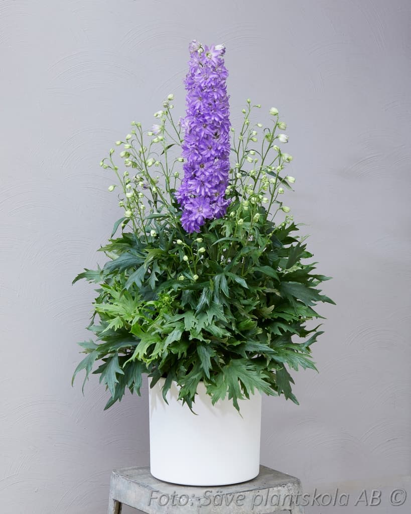Delphinium Delgenius-serien 'Breezin'