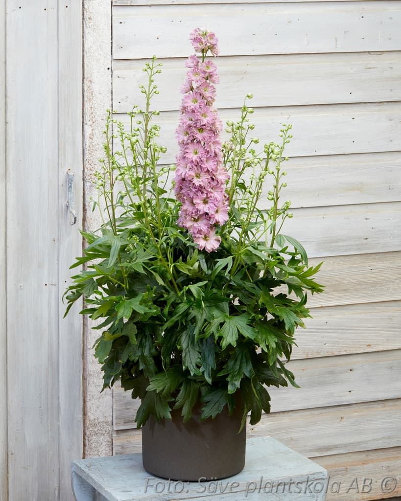 Delphinium Delgenius-serien  'Juliette'