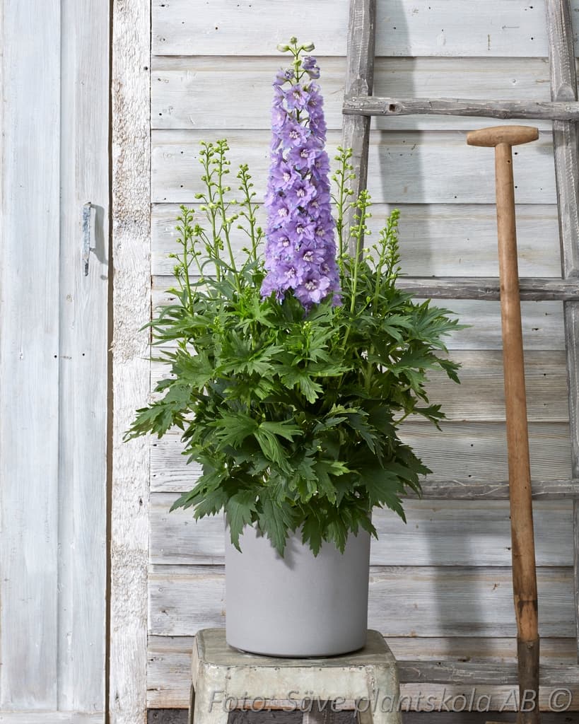 Delphinium Delgenius-serien  'Shelby'