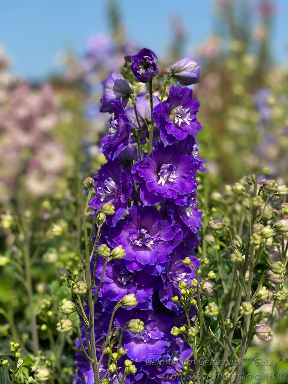 Delphinium Delgenius-serien 'Glitzy' (PBR)