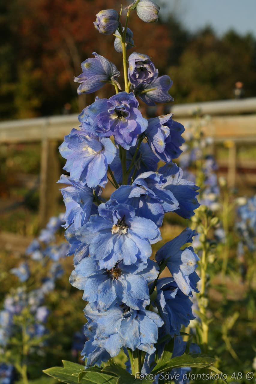 Delphinium elatum 'Summer Skies'