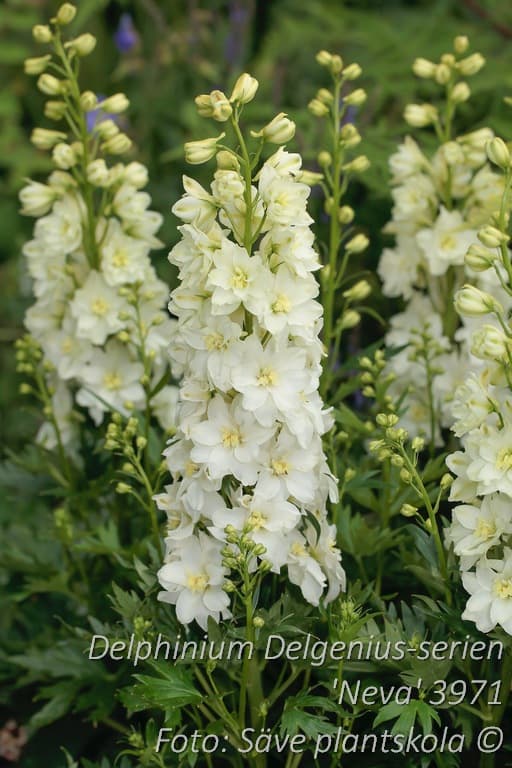 Delphinium Delgenius-serien 'Neva' (PBR)