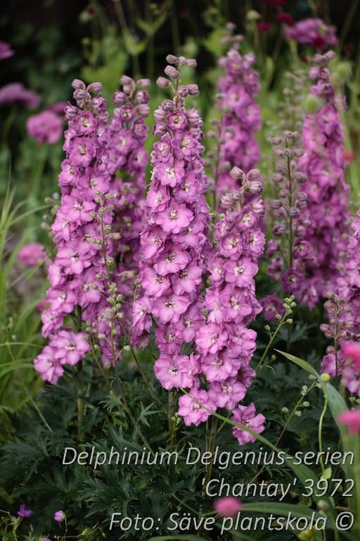 Delphinium Delgenius-serien 'Chantay' (PBR)