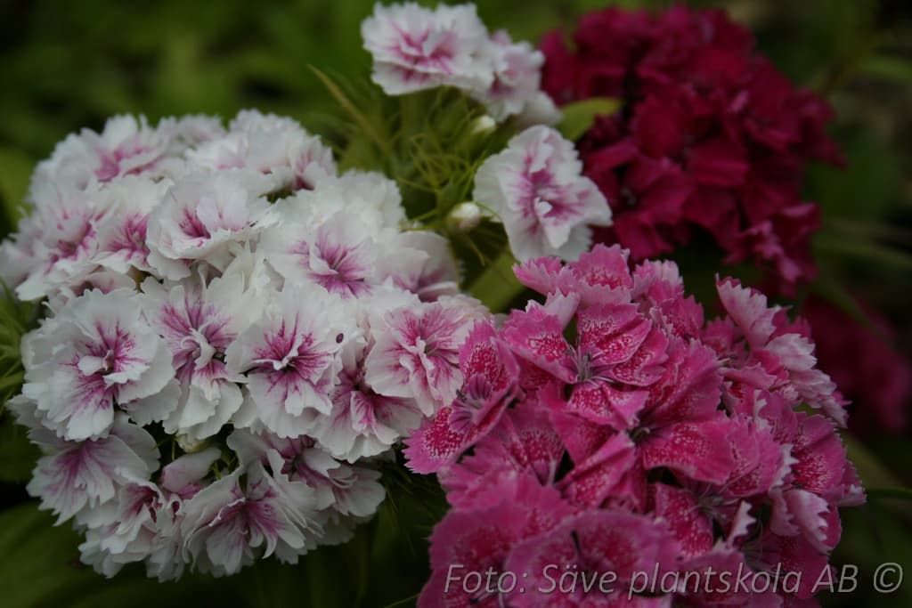 Dianthus barbatus 'Nana'
