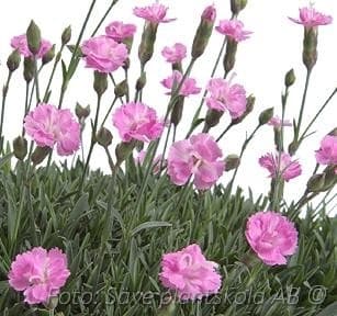 Dianthus gratianopolitanus 'Pink Jewel'