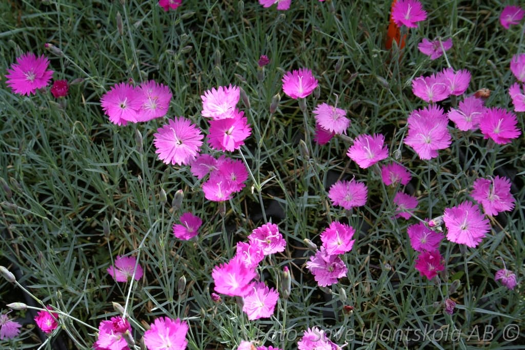 Dianthus gratianopolitanus 'Feuerhexe'
