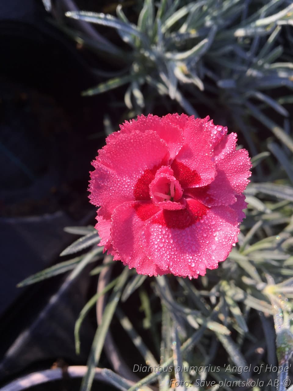 Dianthus plumarius 'Angel of Hope'
